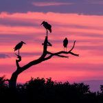 Three Marabou Storks silhouetted in the most amazing sunset on our Botswana photo safari