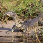 A large male Nile Monitor sticks his tongue out on the edge of the Chobe River