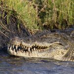 Never trust the smile of the Nile Crocodile