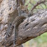 Two playful leopard cubs playfight in a tree