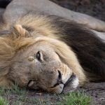 The lion sleeps tonight
