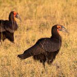 Southern Ground Hornbills almost always hunt in pairs. They scour Africa’s grasslands in search of prey that includes snakes, small lizards and large insects