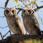 This pair of gorgeous Southern White-faced Owls were one of the avian highlights of our photography tour in Botswana