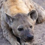 Portrait of a sleepy Spotted Hyena on our Botswana photography safari