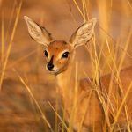 A beautiful Steenbok bathed in the golden glow of sunset