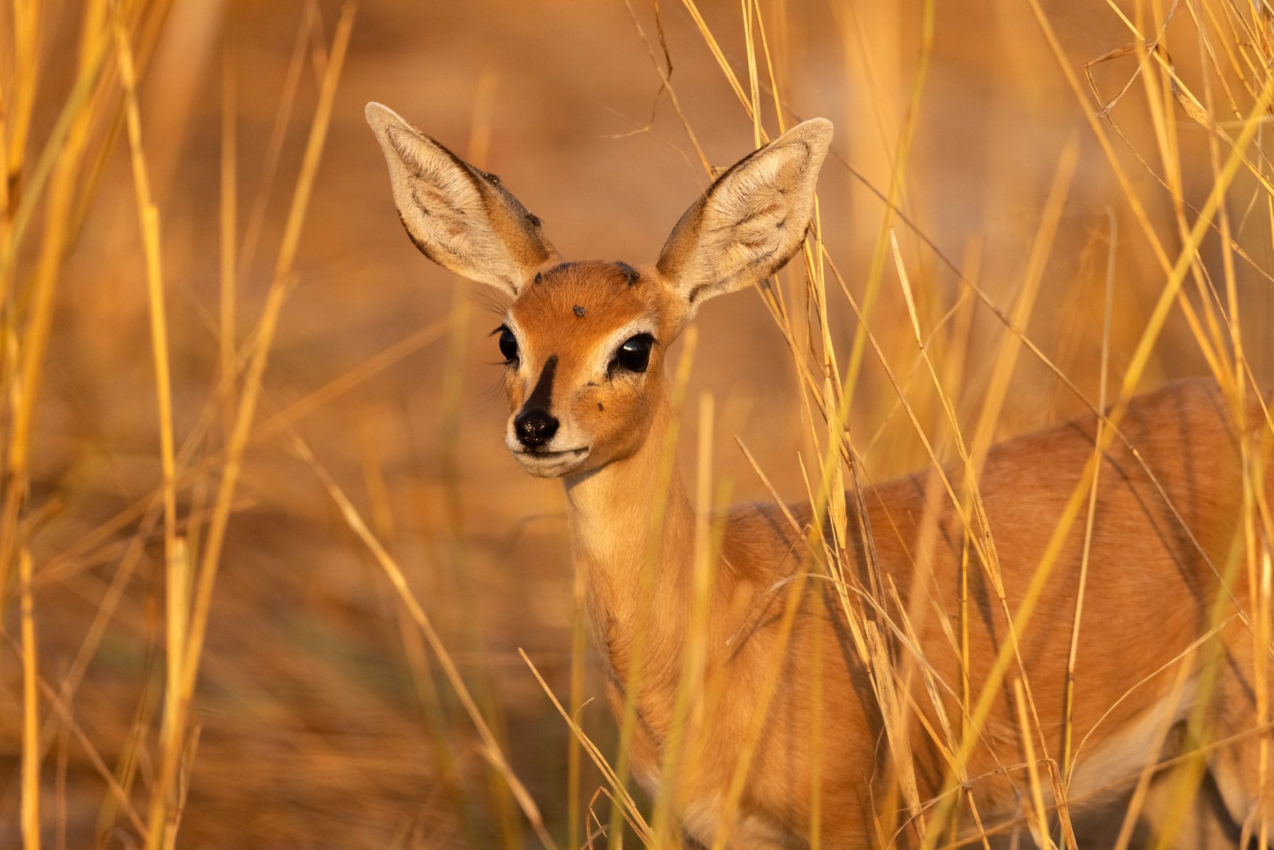 A beautiful Steenbok bathed in the golden glow of sunset