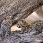 Watching leopard cubs playing on our Botswana photography tour