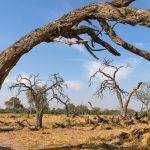 Twisted and gnarled trees of Botswana’s woodlands on our photo tour