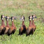 There’s always that one who decides to swim against the crowd. A flock of White-faced Whistling Ducks in the marshlands of the Chobe River