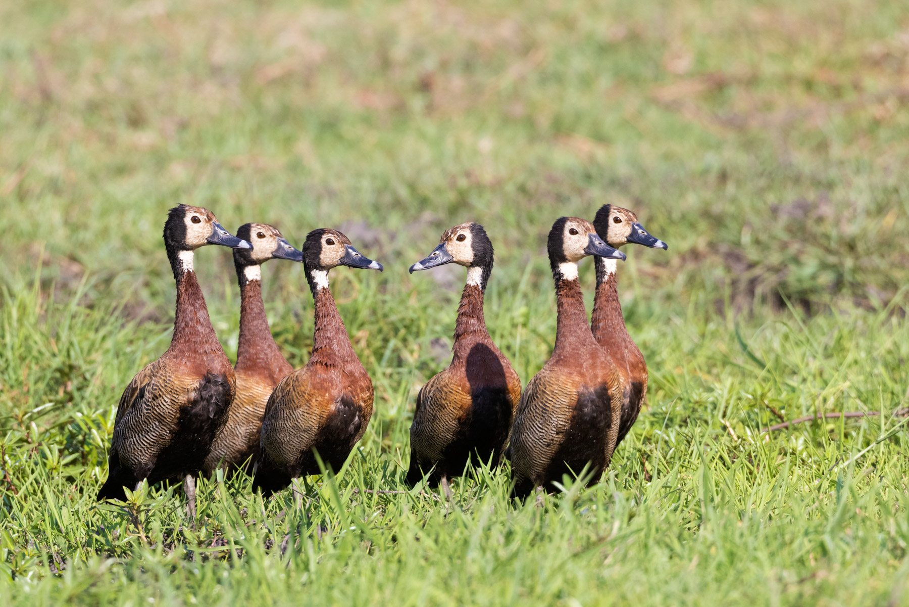 There’s always that one who decides to swim against the crowd. A flock of White-faced Whistling Ducks in the marshlands of the Chobe River