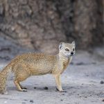 A Yellow Mongoose eyes off our safari vehicle on our Botswana photography tour