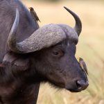Birds are a key feature of our Botswana wildlife photography tours