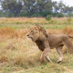 A young male lion runs past our car on our Botswana safari