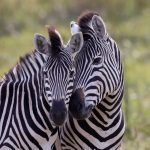 Two Plains Zebras share a tender moment on our Botswana safari