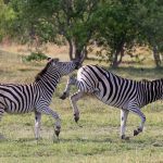Fighting zebras on our Botswana photography tour