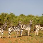 The funny thing about zebra encounters is that often they are as fascinated by you as we are by them