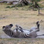 A good roll in the dust is always the best way to end a Zebra siesta