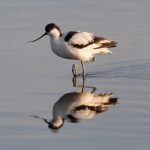 Reflections of an African Pied Avocet in Lake Ndutu