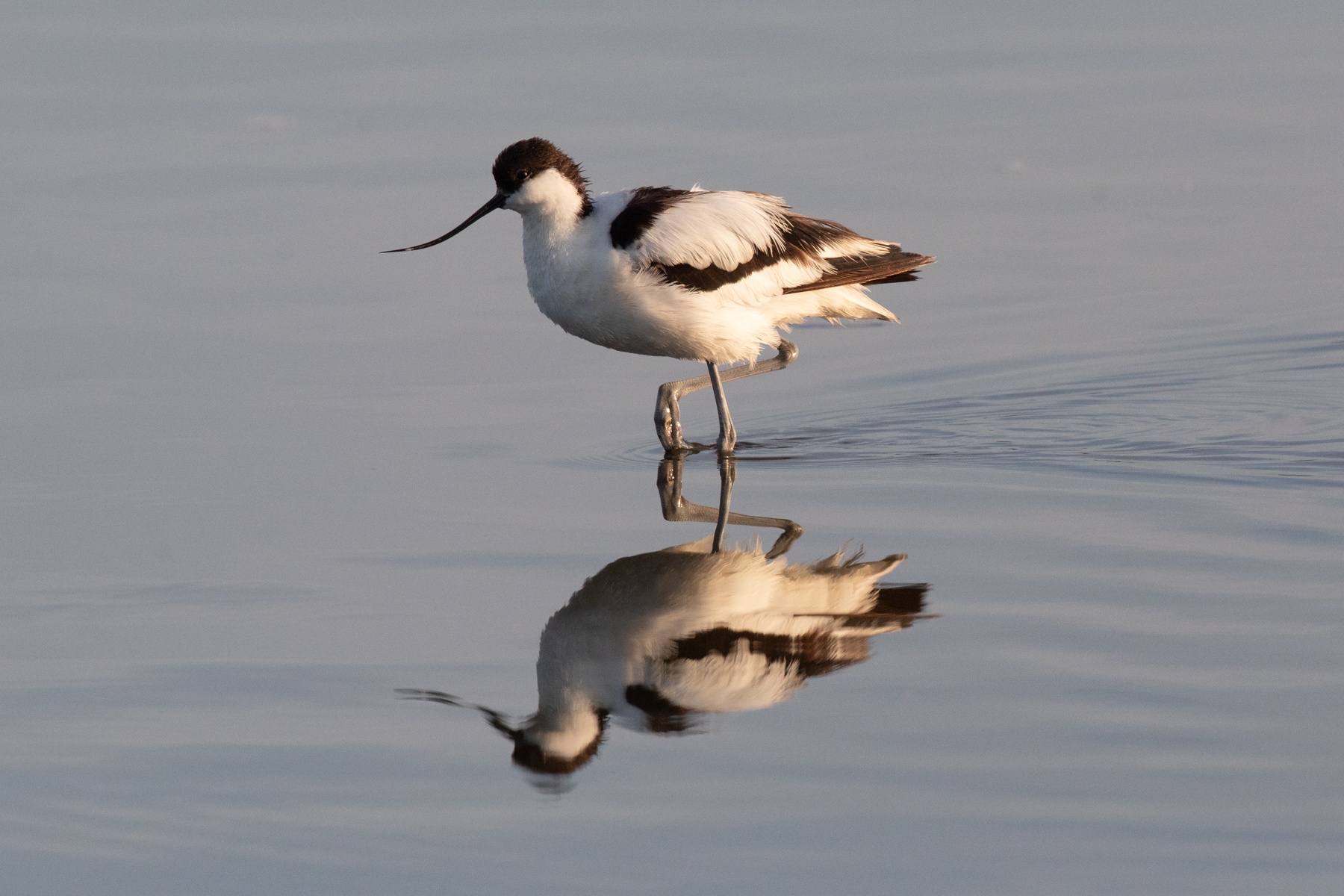 Reflections of an African Pied Avocet in Lake Ndutu