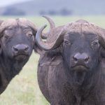 A pair of African Buffalos staring at us on safari in Ngorongoro