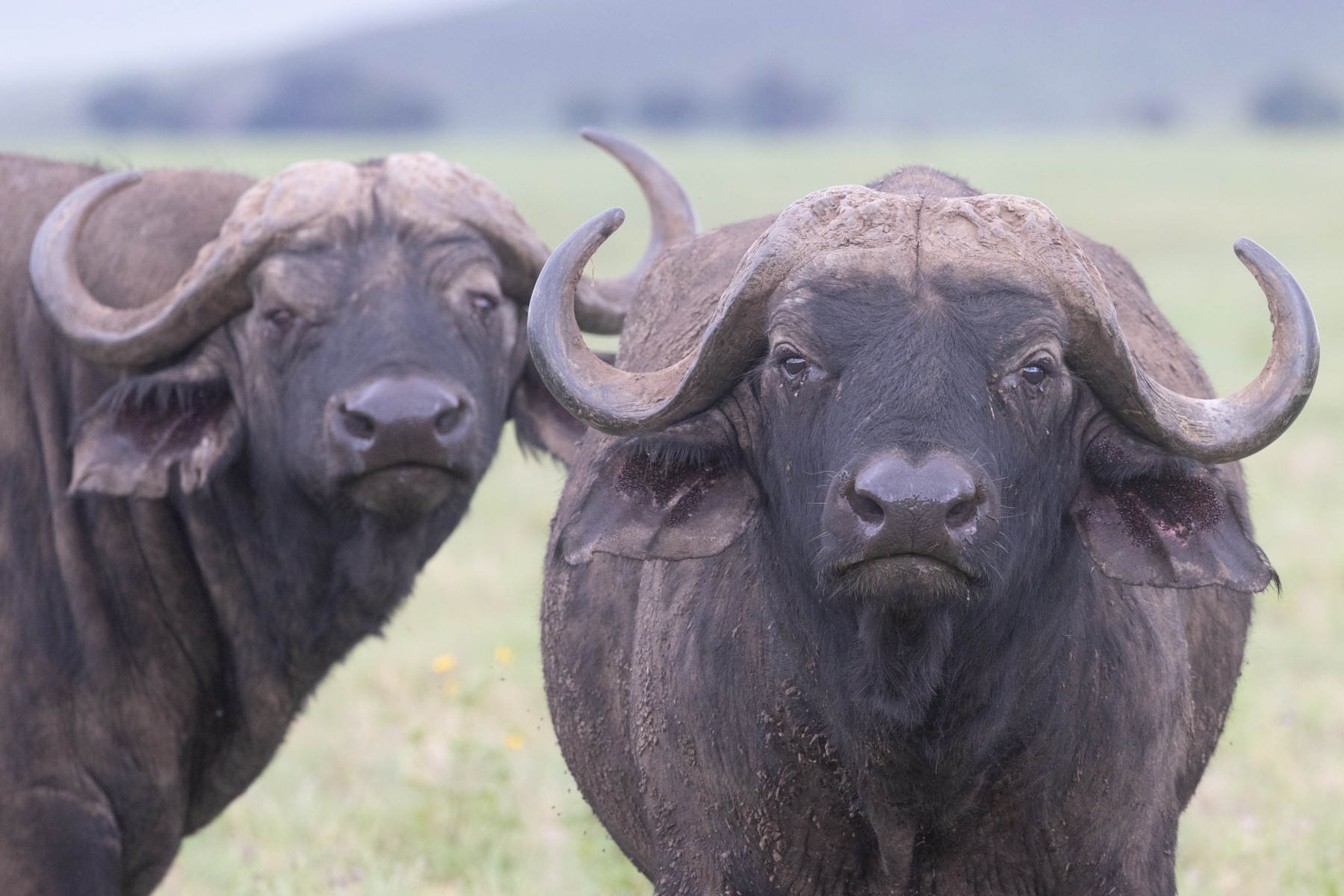 A pair of African Buffalos staring at us on safari in Ngorongoro
