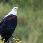 There is only one thing more beautiful than an African Fish Eagle and that is its cry