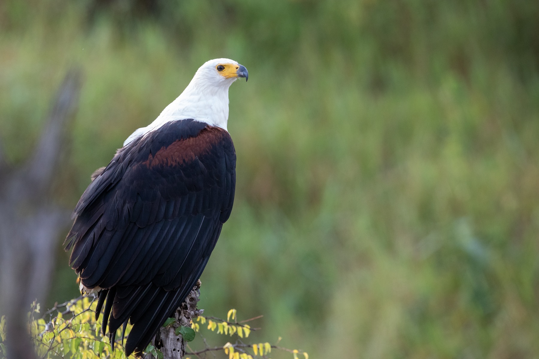 There is only one thing more beautiful than an African Fish Eagle and that is its cry