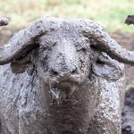 Covered in mud but with eyes wide open, an elderly African Buffalo gets up from his mud bath in Ngorongoro