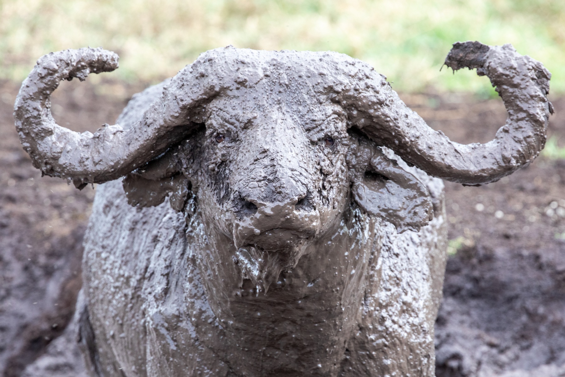 Covered in mud but with eyes wide open, an elderly African Buffalo gets up from his mud bath in Ngorongoro