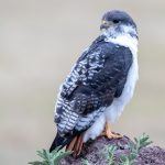 Beautiful Augur Buzzards are a common sight on safaris in Ngorongoro Crater