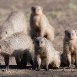 A family of Banded Mongoose checking us out in Ndutu