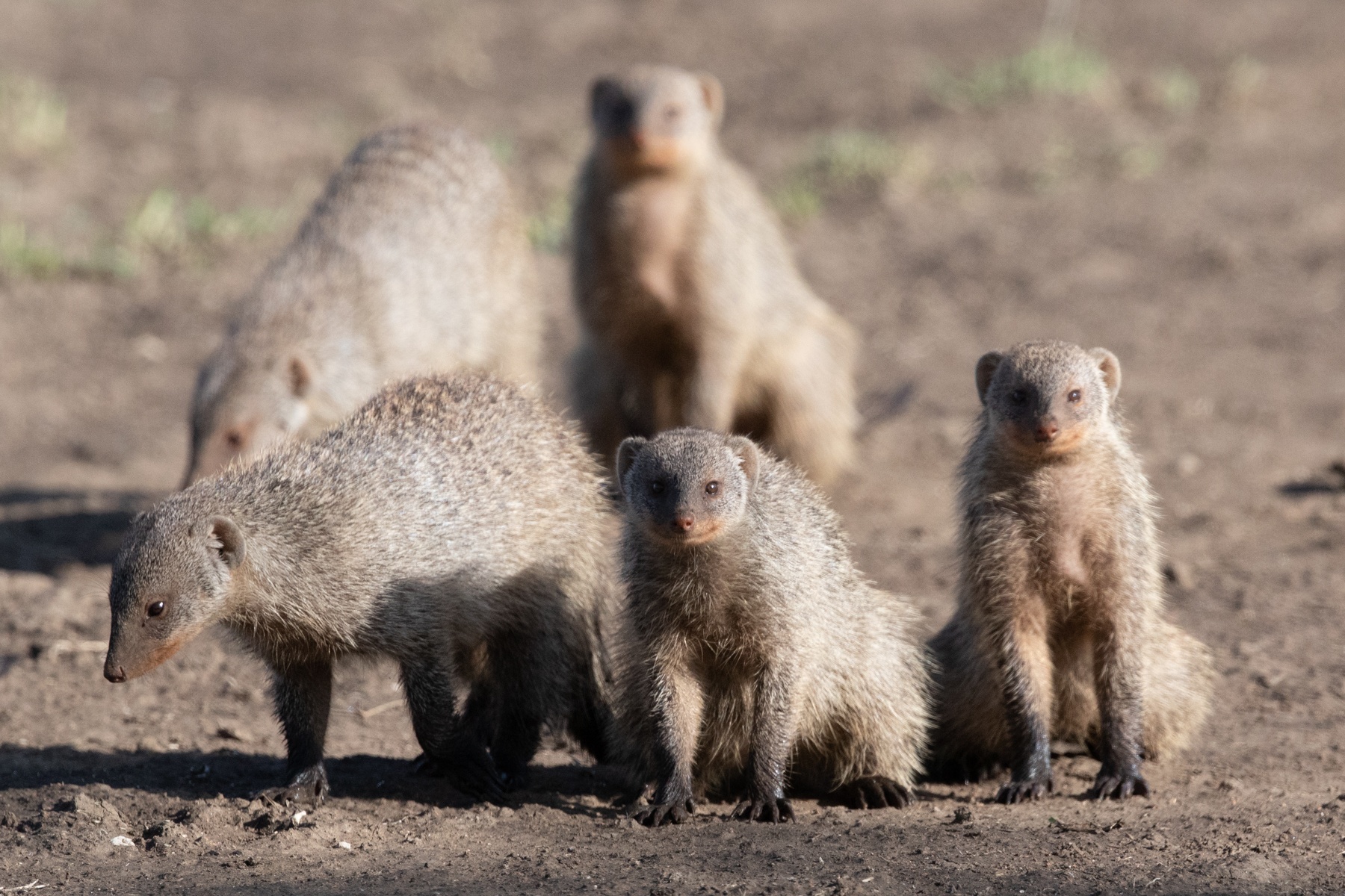 A family of Banded Mongoose checking us out in Ndutu