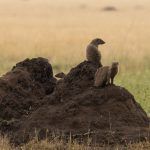 Banded Mongoose family in the rains of the Serengeti