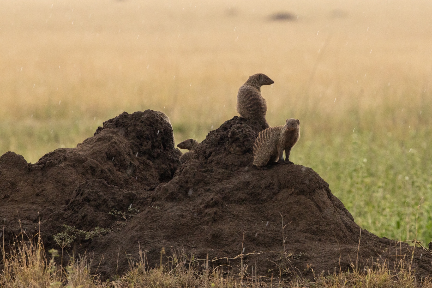 Banded Mongoose family in the rains of the Serengeti