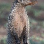 Portrait of a Banded Mongoose