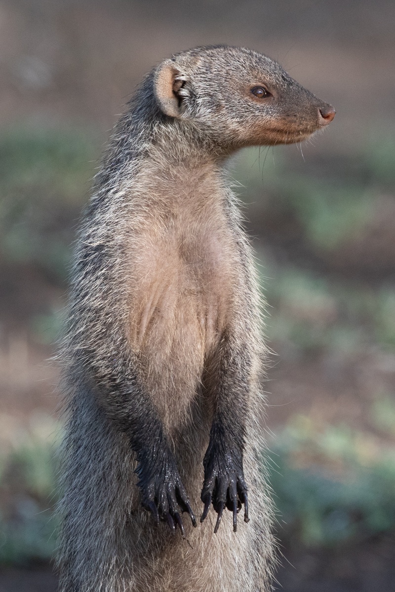 Portrait of a Banded Mongoose