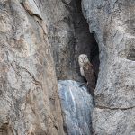 In remote Gul Kopjes we found a beautiful nesting pair of Barn Owls in a rock crevasse