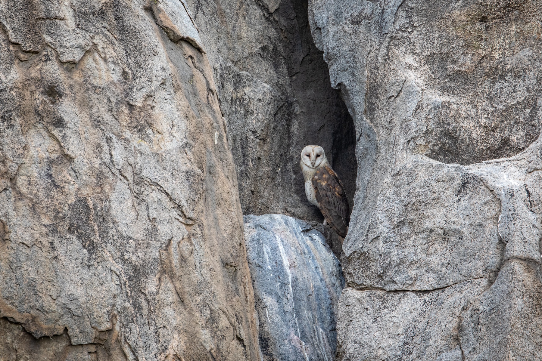 In remote Gul Kopjes we found a beautiful nesting pair of Barn Owls in a rock crevasse