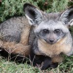 Portrait of a Bat-eared Fox in Ndutu