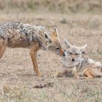 A pair of Black-backed Jackals showing affection in Ngorongoro