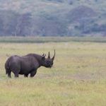 A distant black rhino in Ngorongoro, the first of two black rhinos we saw on our tour
