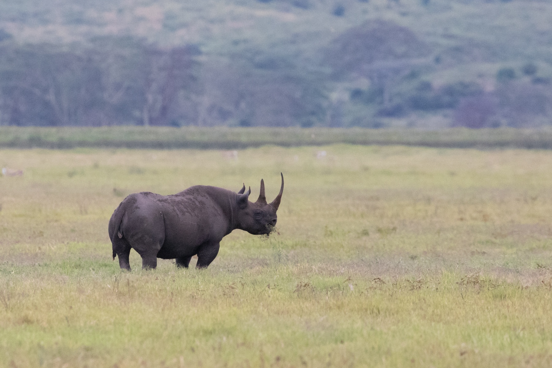 A distant black rhino in Ngorongoro, the first of two black rhinos we saw on our tour