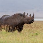 Close encounters of the rhino kind in Ngorongoro