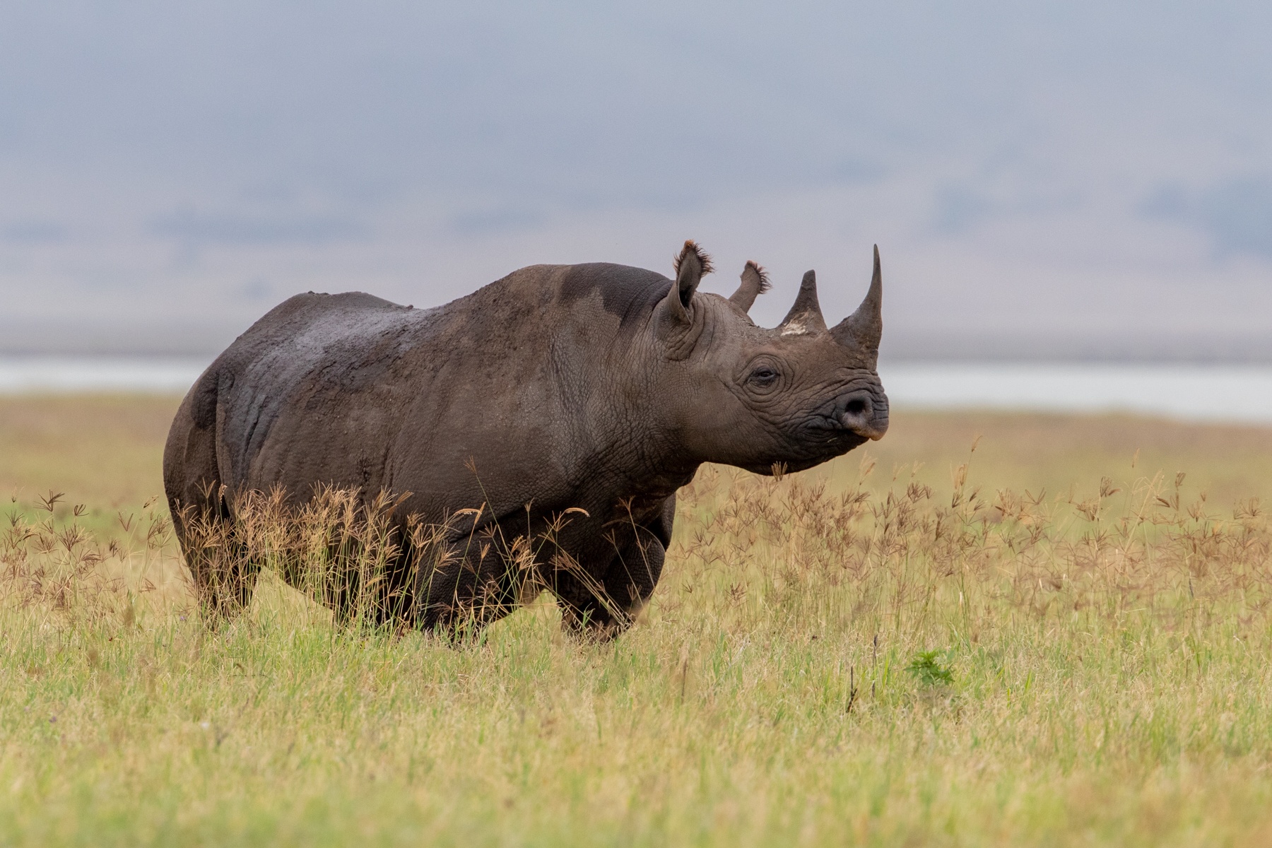 Close encounters of the rhino kind in Ngorongoro