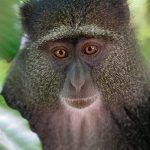 A beautiful Blue Monkey in Lake Manyara National Park