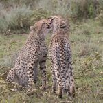 Cheetah love in the Serengeti