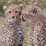 Cheetah love in the Serengeti