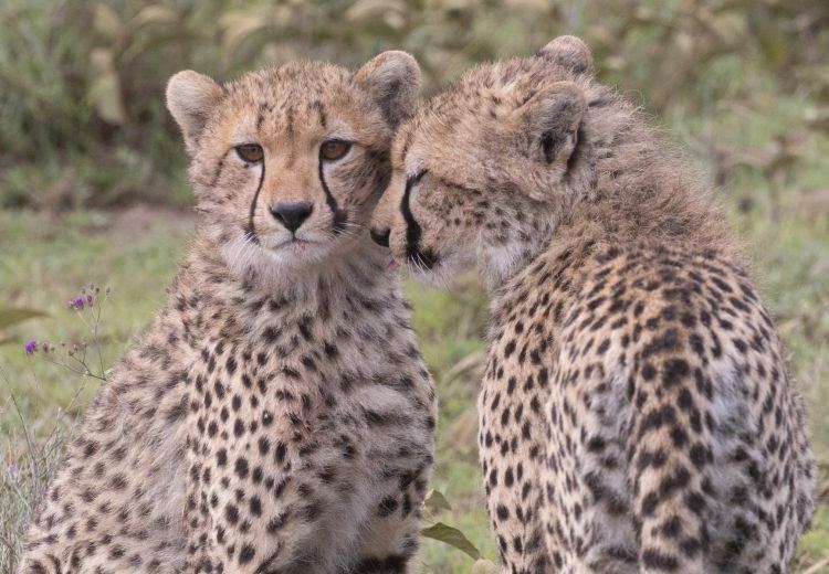 Cheetah love in the Serengeti