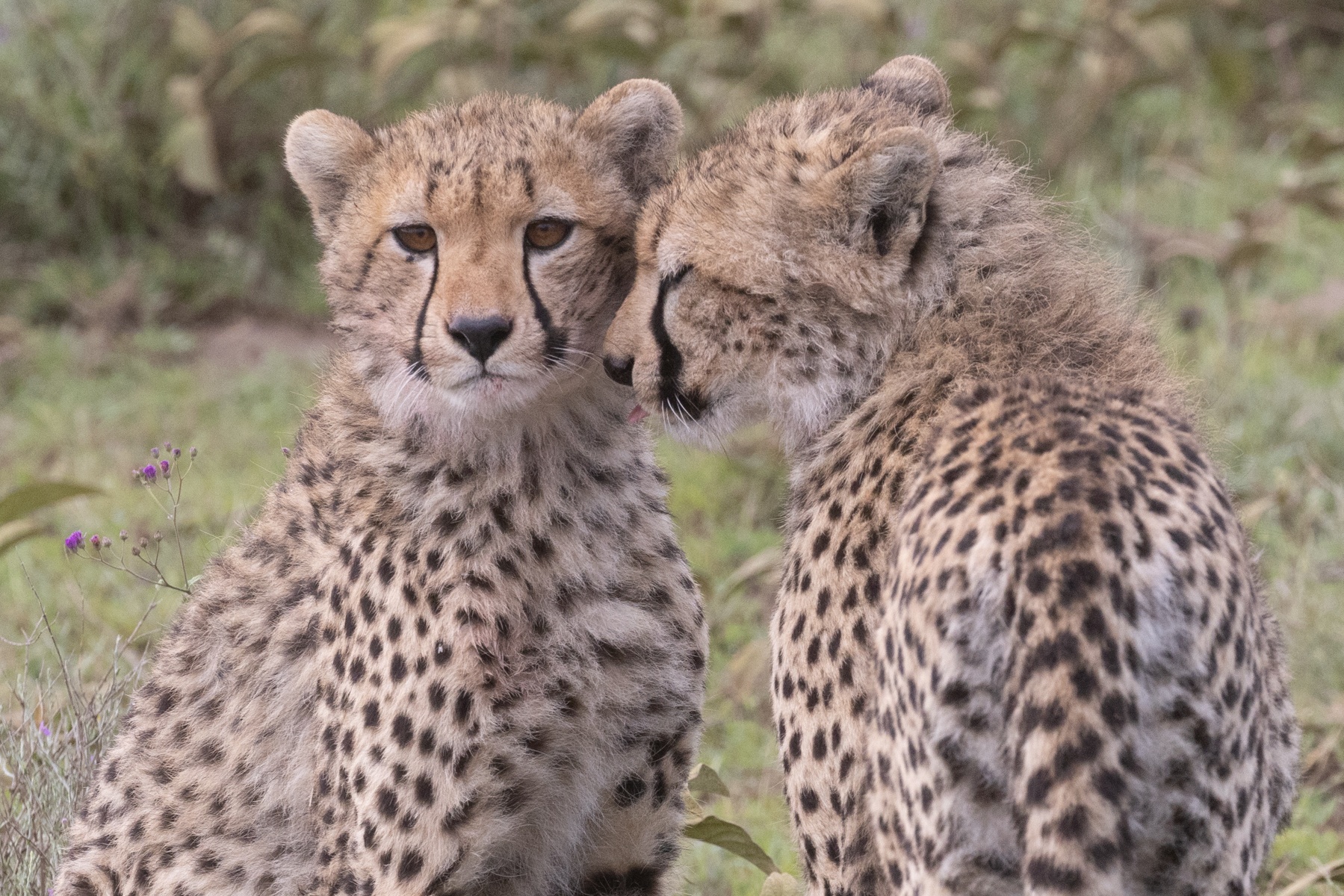 Cheetah love in the Serengeti