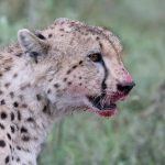 The bloodied face of a male cheetah after he hunted a young wildebeest